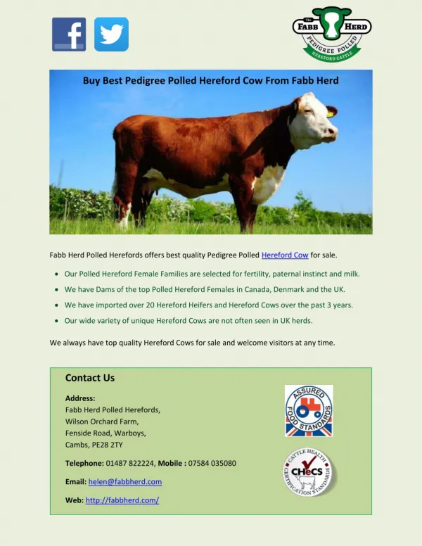 Buy Best Pedigree Polled Hereford Cow From Fabb Herd