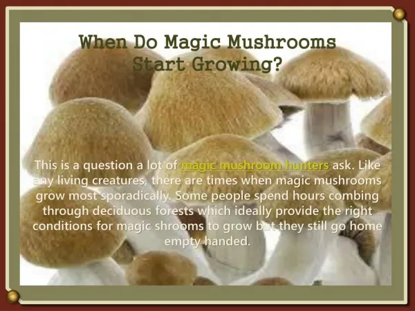 When Do Magic Mushrooms Start Growing?