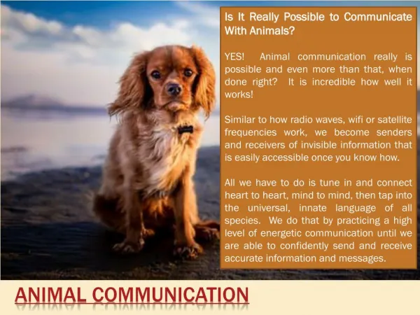 Communicate with Animals