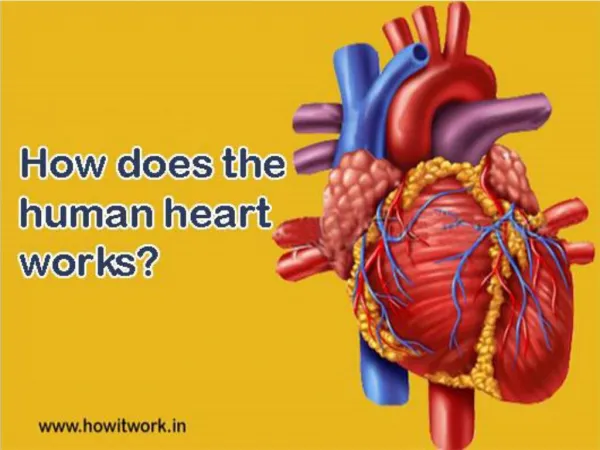 How does the human heart works?