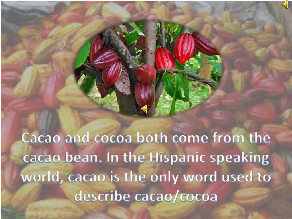 cacao and cocoa both come from the cacao bean
