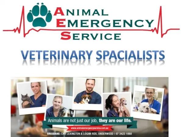Veterinary Specialists By Animal Emergency Service