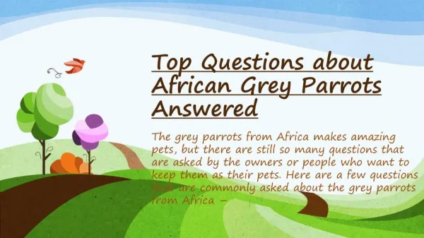African Grey Parrots Questions Answered