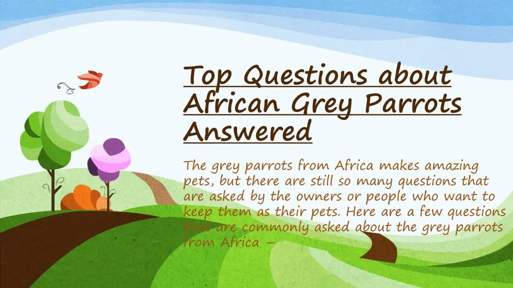top questions about african grey parrots answered