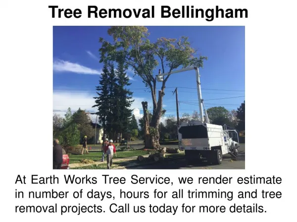 Tree Removal Bellingham