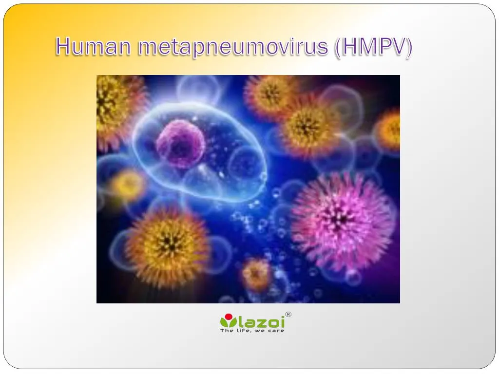 human metapneumovirus hmpv
