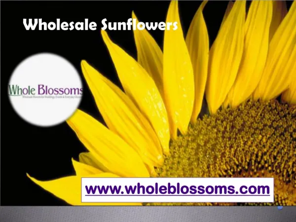 Wholesale Sunflowers - www.wholeblossoms.com