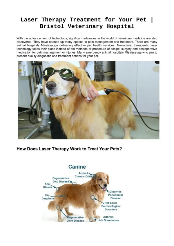 Laser Therapy Treatment for Your Pet | Bristol Veterinary Hospital