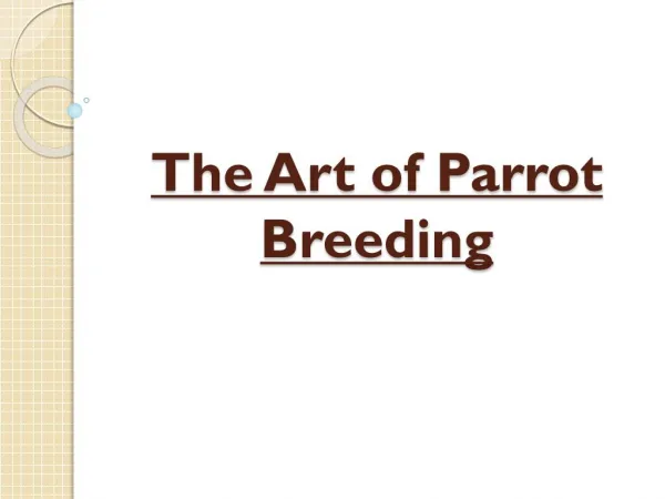 Parrots For Sale | Species Of Parrot Family Birds - Family Parrot Bird