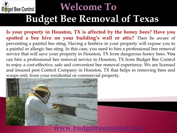 Budget Bee Removal Company in Texas