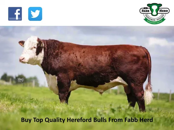 Buy Top Quality Hereford Bulls From Fabb Herd