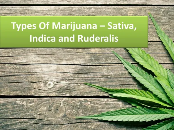 Types Of Marijuana – Sativa, Indica and Ruderalis