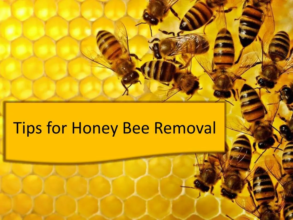 tips for honey bee removal