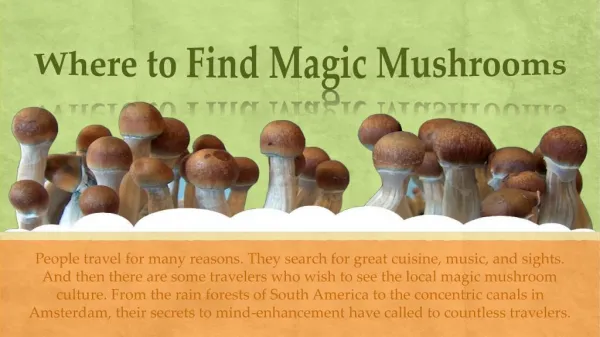 Where to Find Magic Mushrooms?