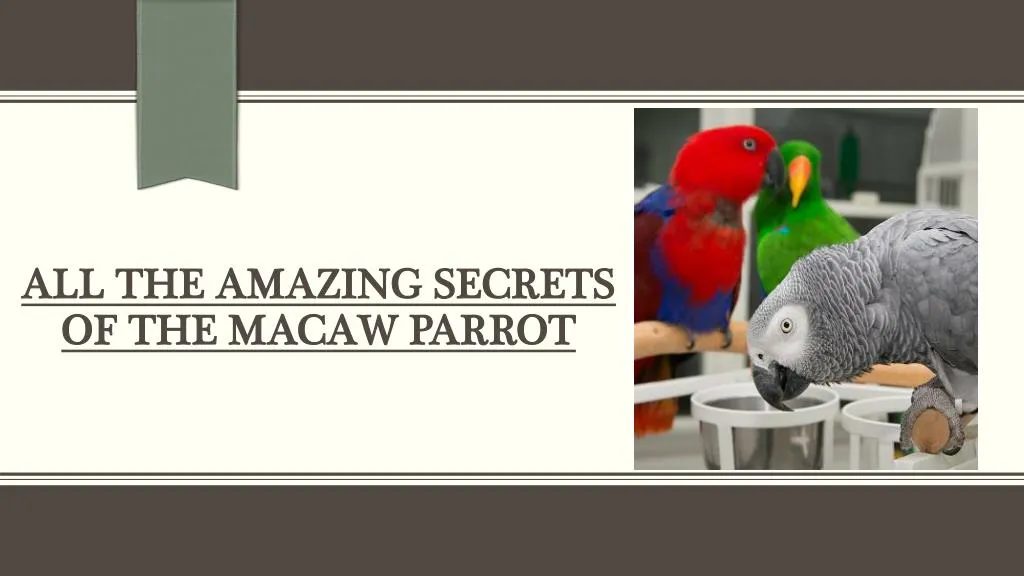 all the amazing secrets of the macaw parrot