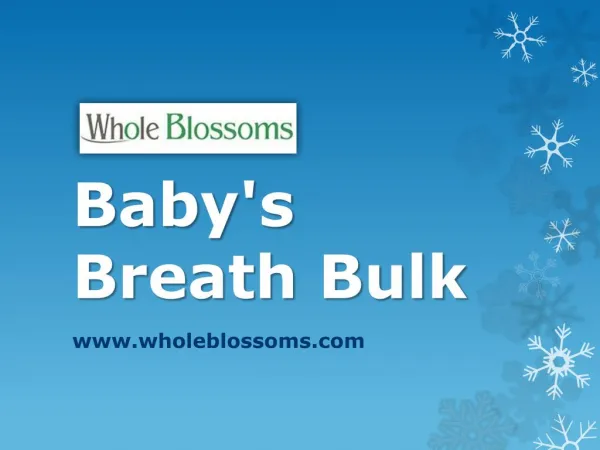 Baby's Breath Bulk - www.wholeblossoms.com