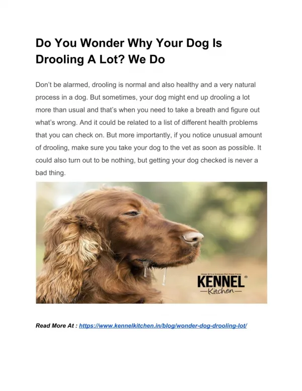 Do You Wonder Why Your Dog Is Drooling A Lot? We Do