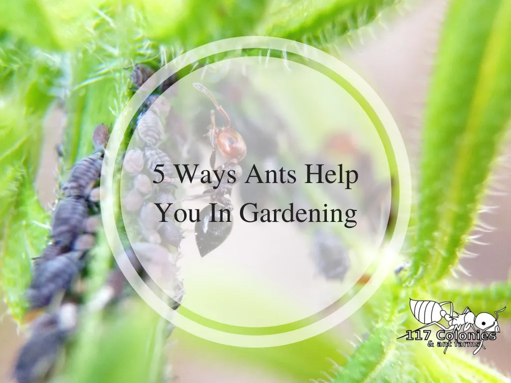 5 ways ants help you in gardening