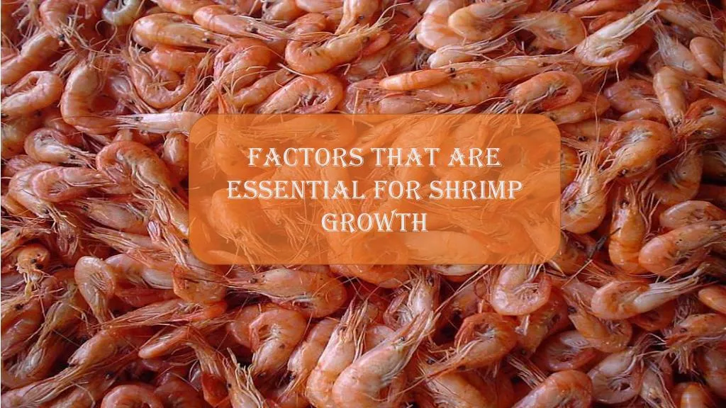 factors that are essential for shrimp growth