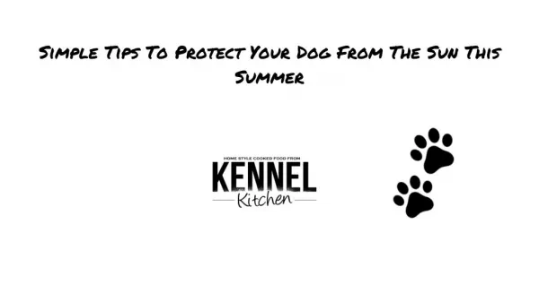 Tips To Protect Your Dog From The Sun In Summer