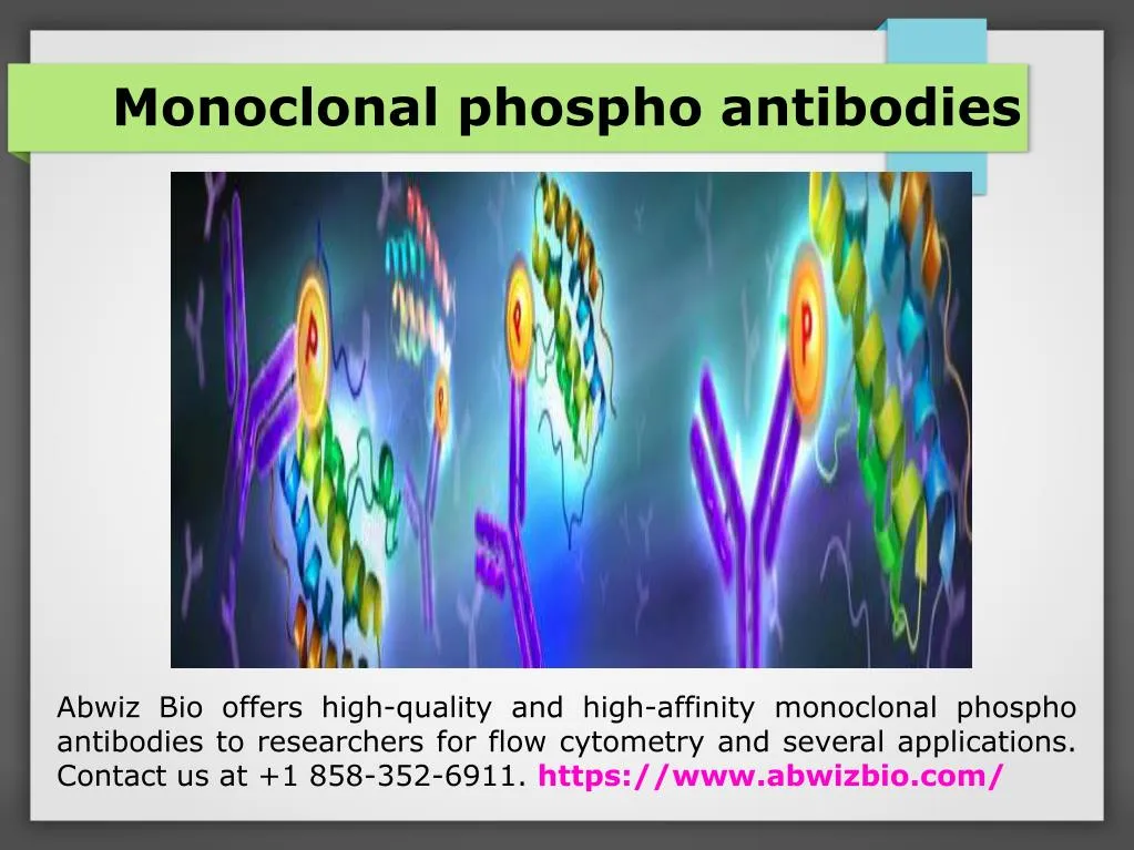 monoclonal phospho antibodies