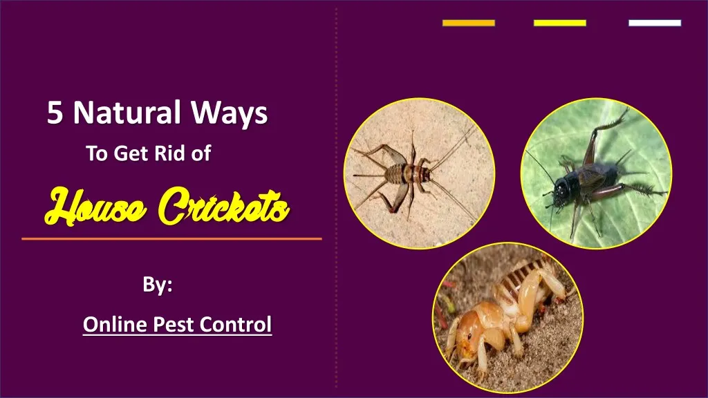 5 natural ways to get rid of house crickets house