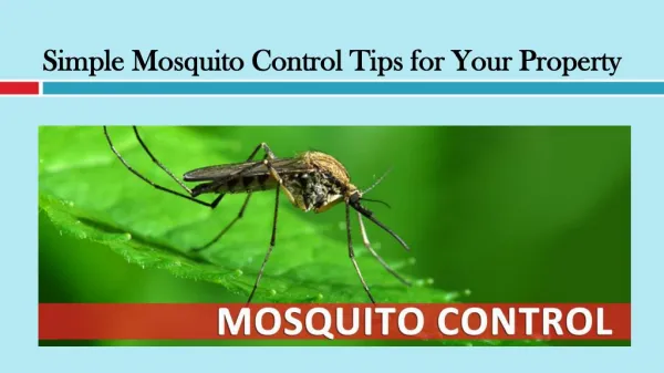 Simple Mosquito Control Tips for Your Property