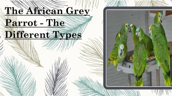 The Different Types - The African Grey Parrot