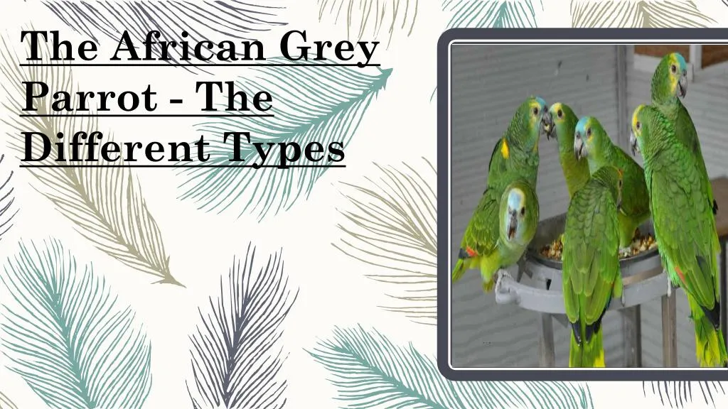 the african grey parrot the different types