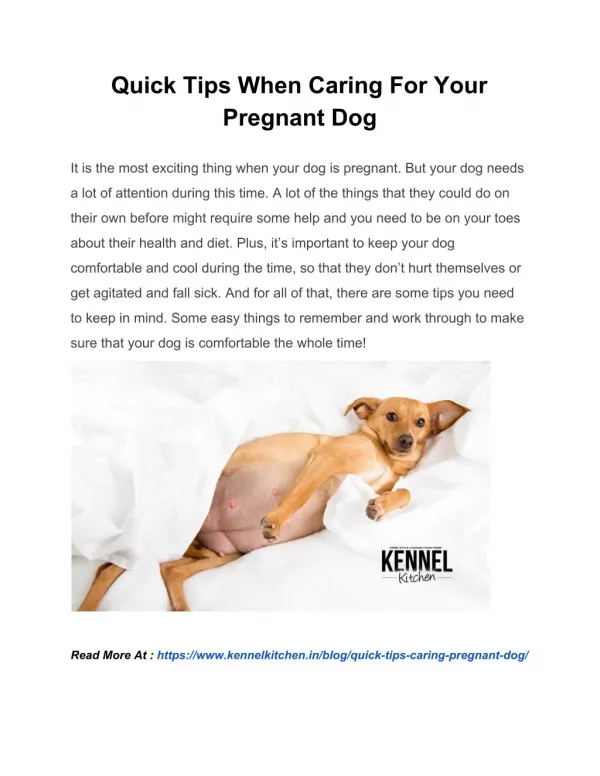 Quick Tips When Caring For Your Pregnant Dog