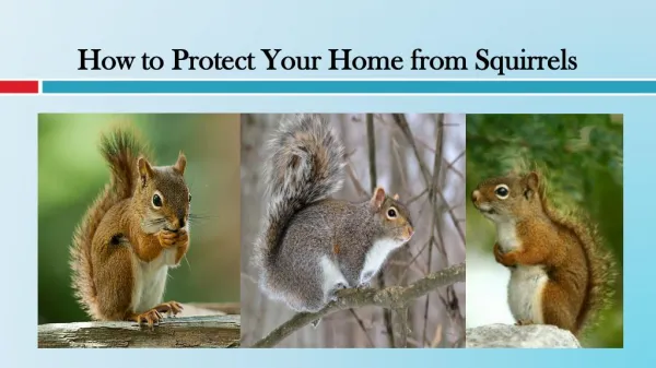 How to Protect Your Home from Squirrels