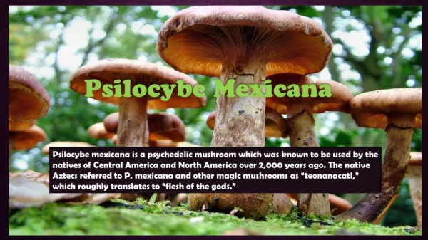 Psilocybe mexicana
