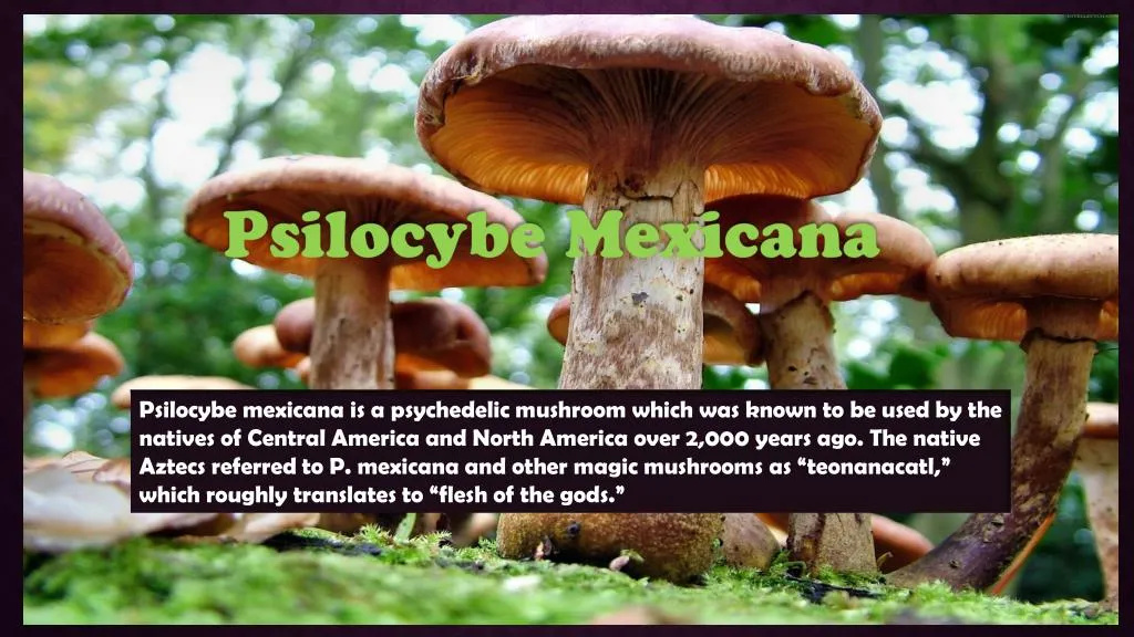 psilocybe mexicana