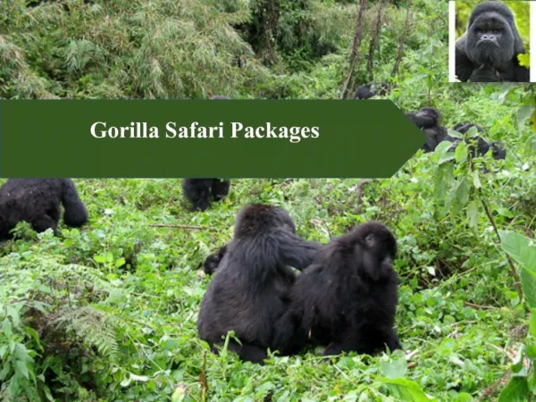 Tips for Taking Best Gorilla Safari Packages For Your Holidays