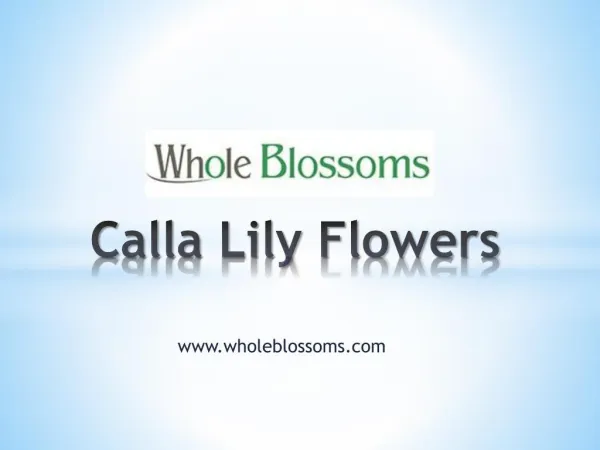 Calla Lily Flowers - www.wholeblossoms.com