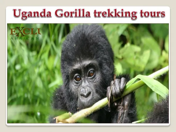 Uganda Gorilla Trekking Tours