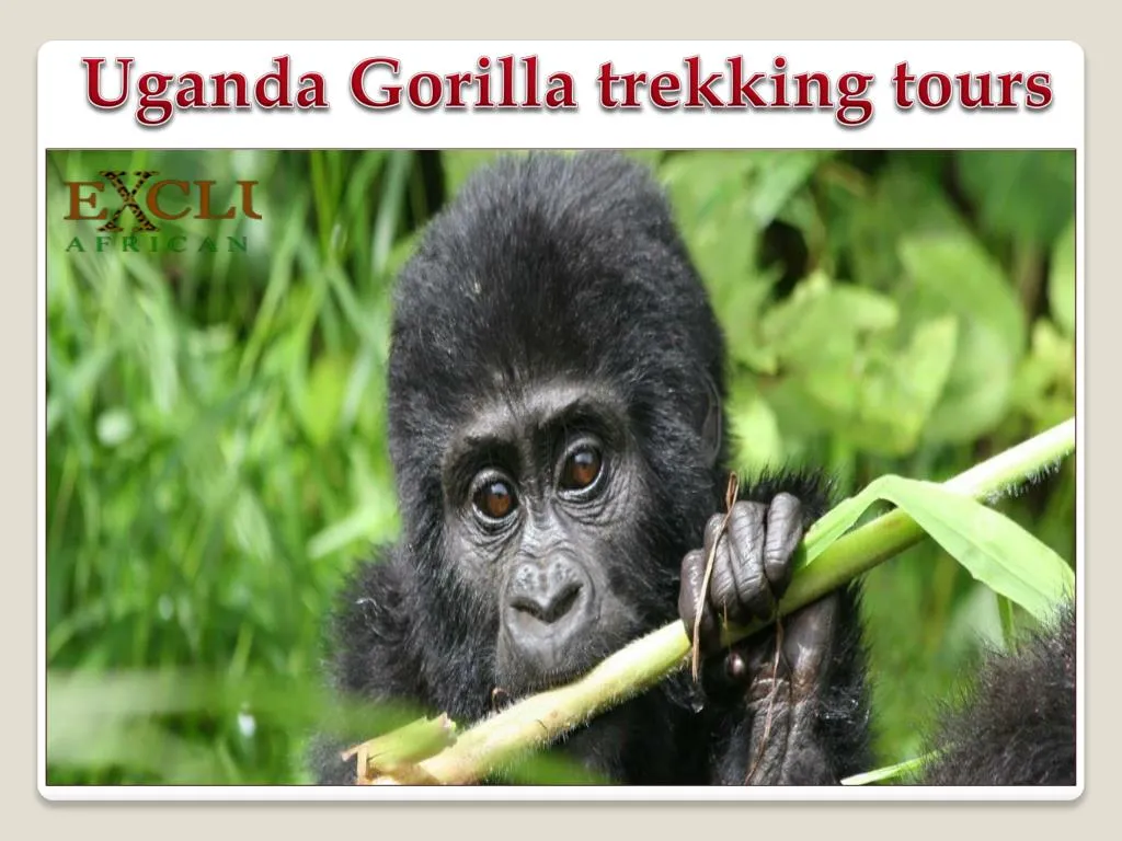 uganda gorilla trekking tours