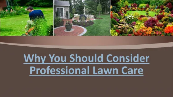 Professional Lawn Care - Things You Should Consider