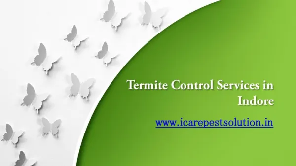 Termite Control Services-Protect your Home and Office
