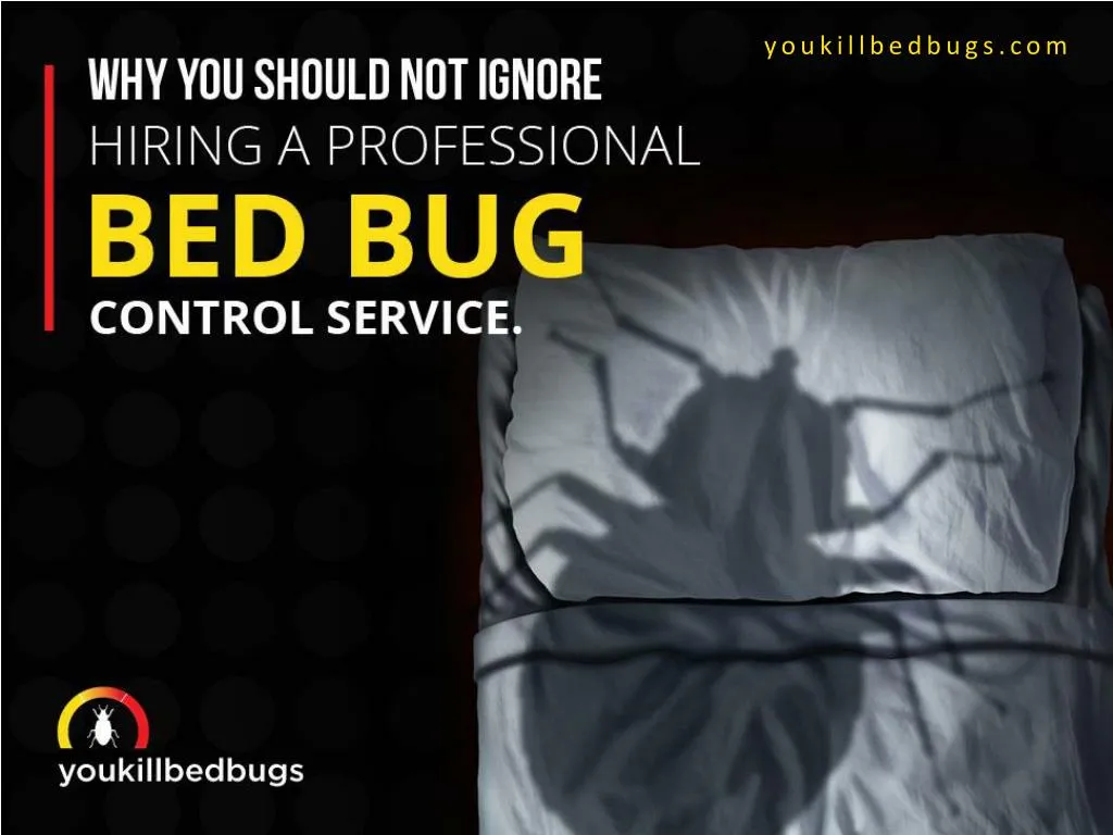 why you should not ignore hiring a professional bed bug control service