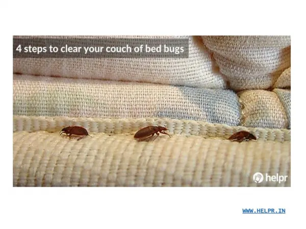 4 steps to clear your couch of bed bugs