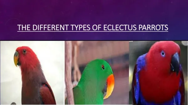 Eclectus Parrots - variou Types