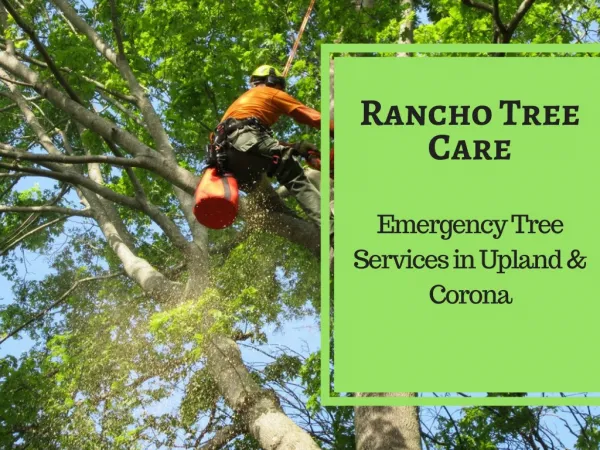 Famous Tree care Service in Upland & Corona