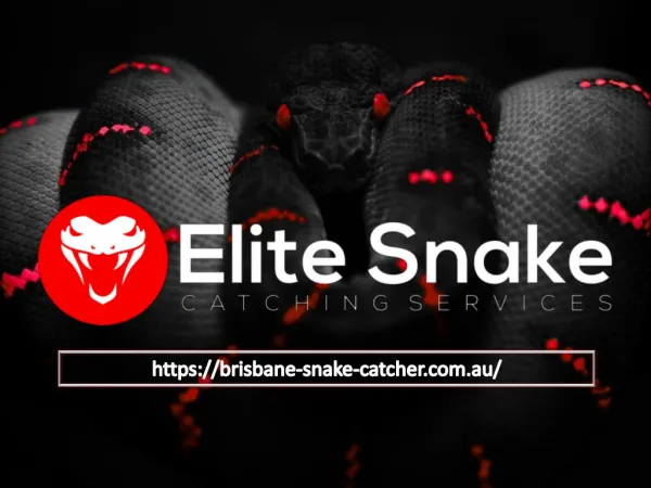 Identify some of the Common Brisbane Snake Species