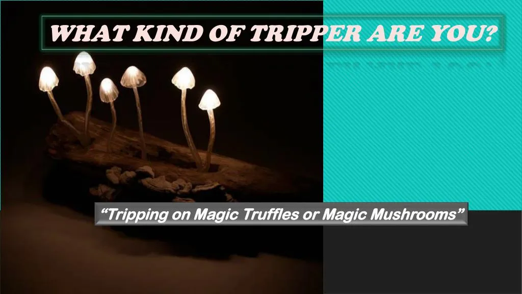 what kind of tripper are you