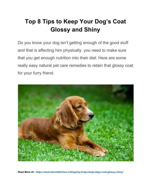 Top 8 Tips to Keep Your Dog’s Coat Glossy and Shiny