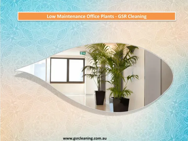 Low Maintenance Office Plants - GSR Cleaning