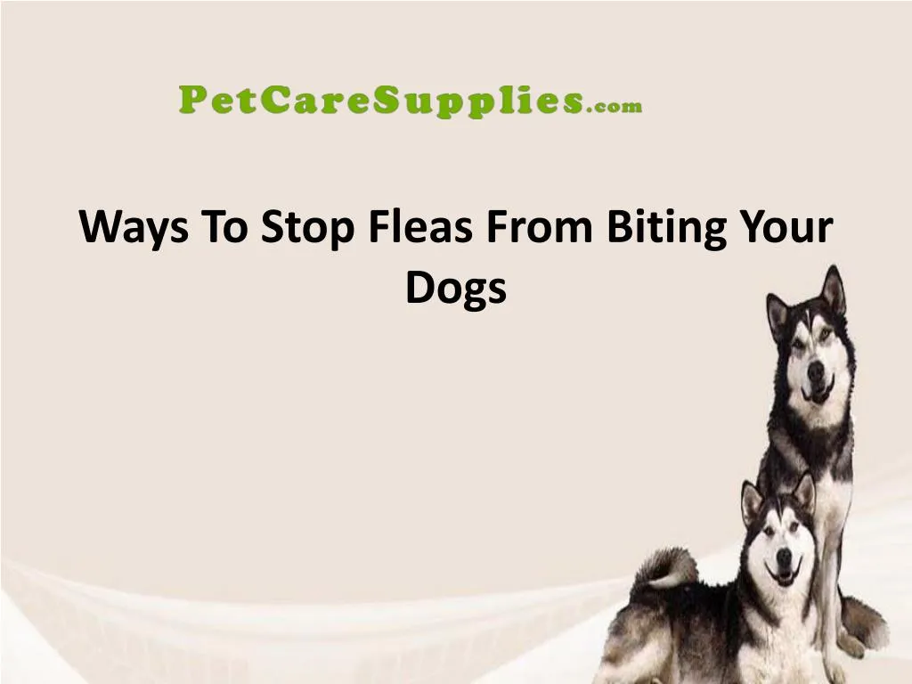 ways to stop fleas from biting your dogs