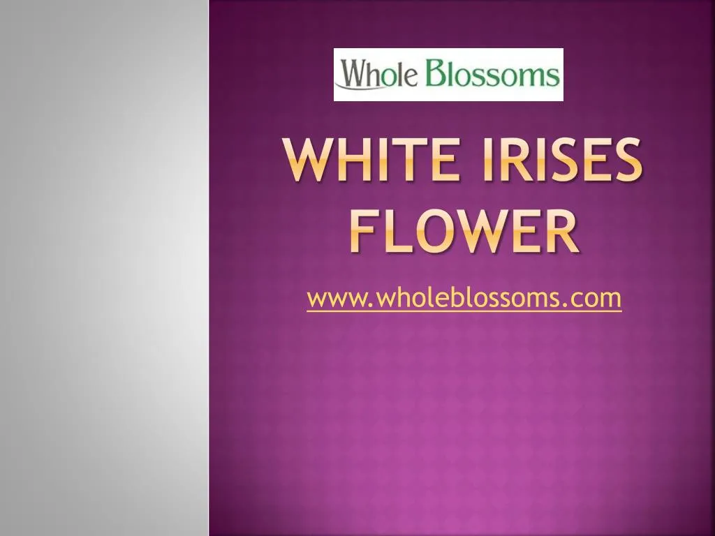white irises flower