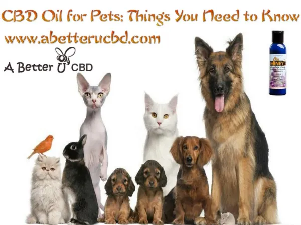 CBD Oil for Pets Things You Need to Know